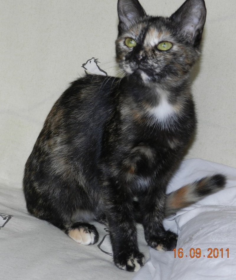 GUINESS  (Chatonne) adopte le 24/09 Guines10