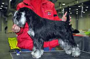 BLACK AND SILVER PUPPYS KENNEL DI CASA D'ANDREA  M_agat10