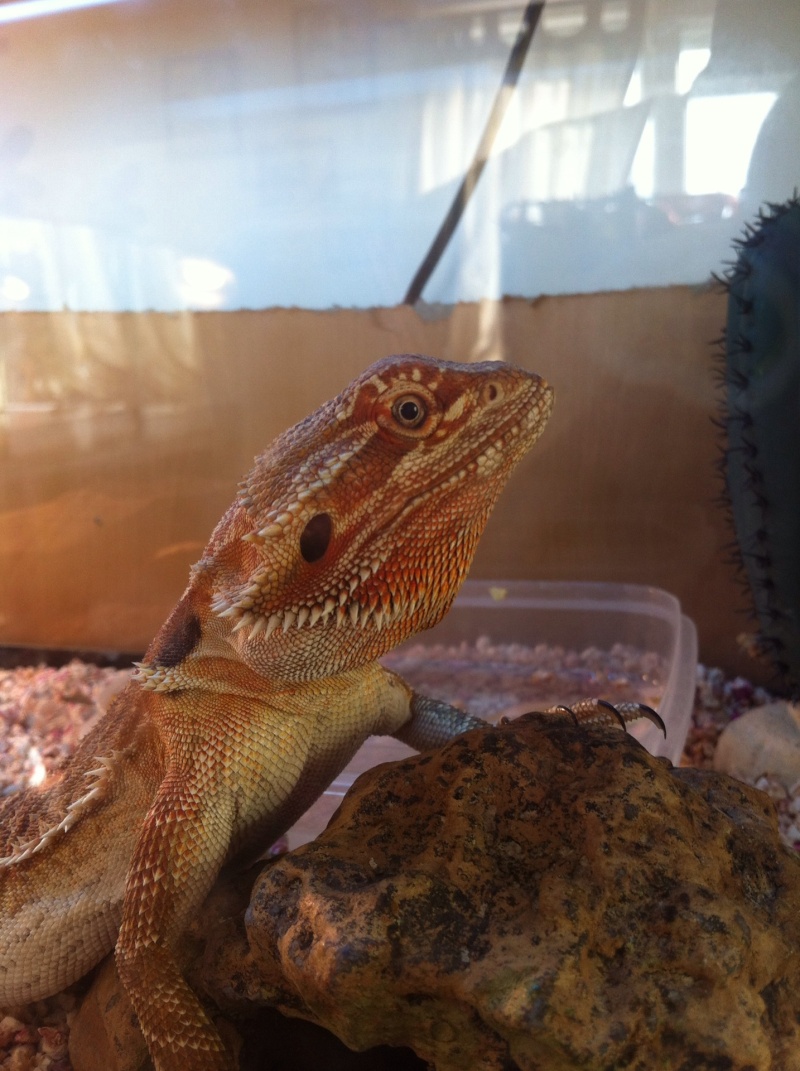 Pogona vitticeps (agame barbu ) Photo_11