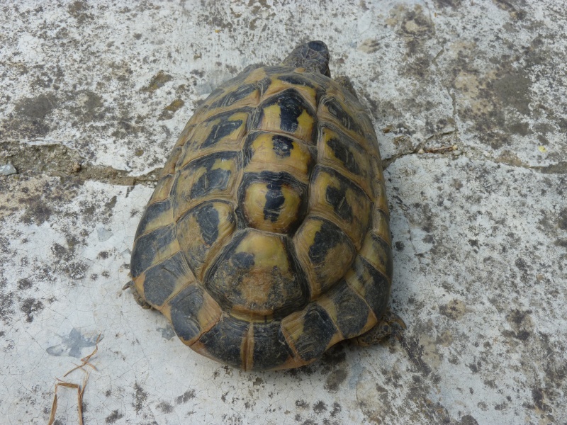identification tortue P1050332