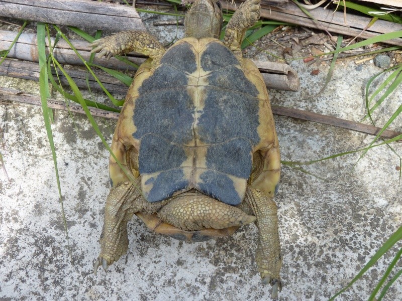 identification tortue P1050333
