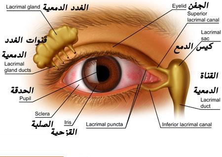 جفاف العين، العيون الجافة Dry eyes Ouou_o10