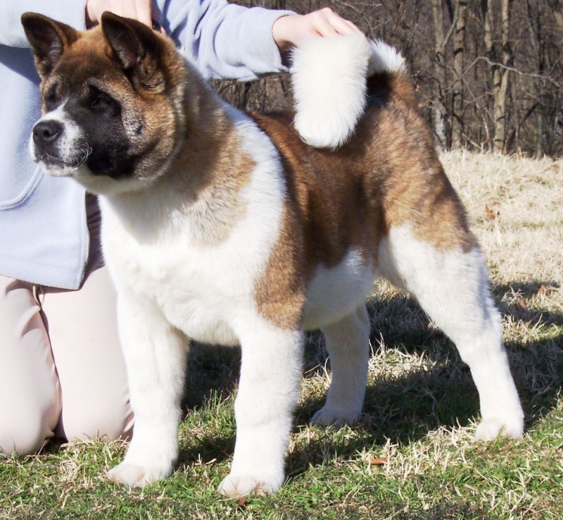 GRAND CHIEN JAPONAIS ou AKITA AMERICAIN - Page 2 Tru16w10