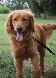 Bentley male  X cocker golden 4ans dept91 Bentle11