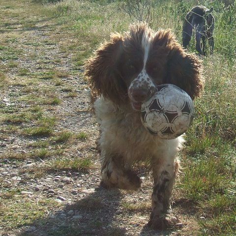 DEVIL - springer spaniel marron et blanc - 5 ans - dépt. 26 Devil110