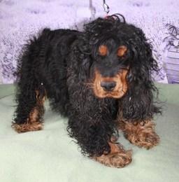 Doogi male cocker anglais noir et feu 3ans dept78 Doogi210