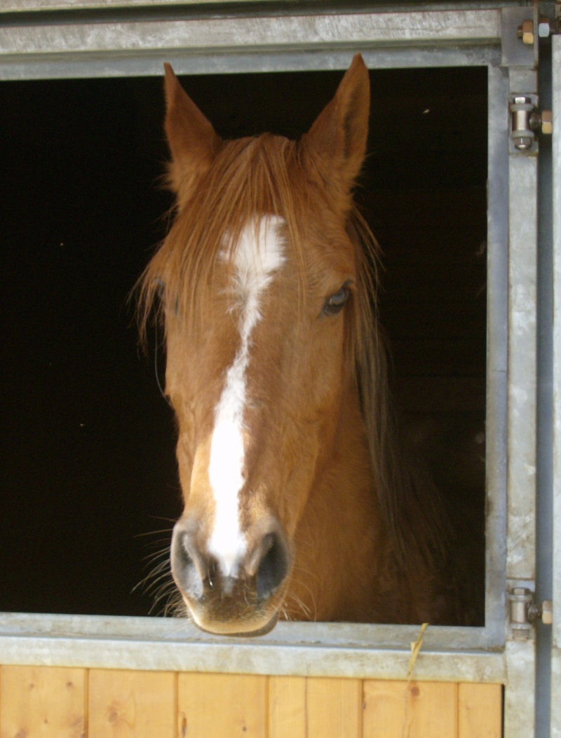 Roxanne, anglo-arabe (ADOPTEE) 00610