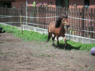 (ADOPTEE).Noisette, pouliche WELSH, 2 ans et demi, baie 39195110