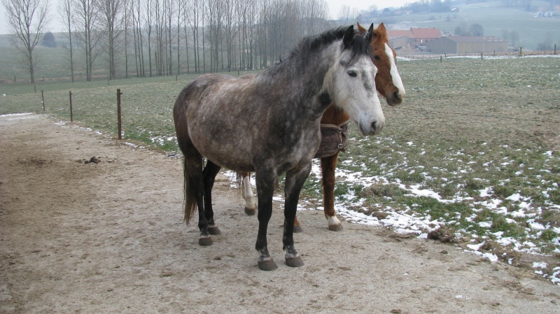 BELEN, jument, débourrée, montable, pleine (ADOPTEE) Img_6310