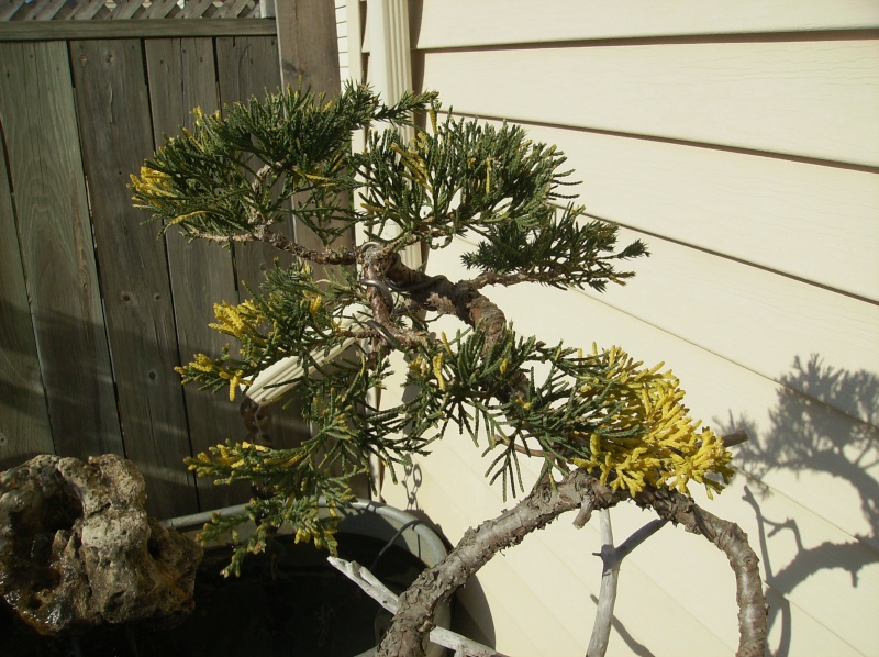 Request for Advice: Pale Yellow Needles on Nursery Juniper - Help please! Hpim1711