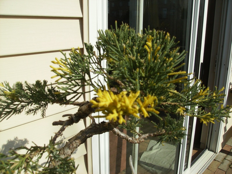 Request for Advice: Pale Yellow Needles on Nursery Juniper - Help please! Hpim1712