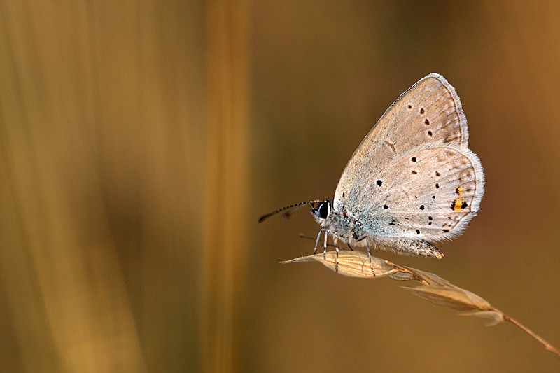 Fin de journée papillon sur l'espace naturel départemental de Careil _mg_4011