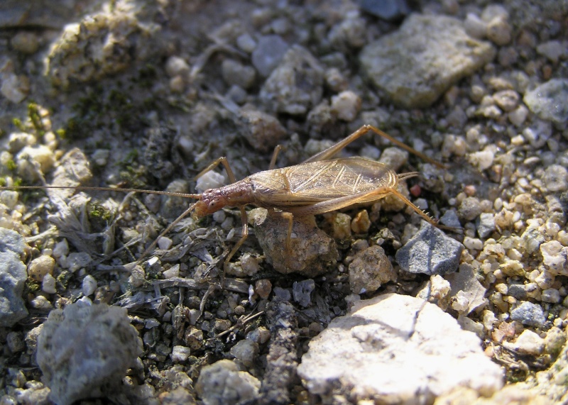 [Oecanthus pellucens] Oecanthus pellucens Grillo10