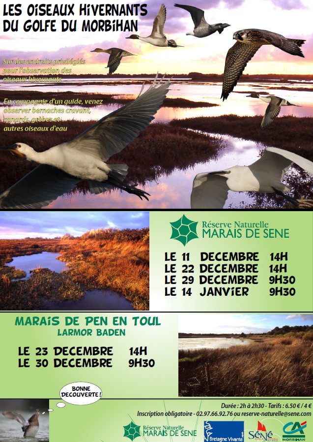 Les oiseaux hivernants du Golfe du Morbihan : Programme des sorties Sans_t34