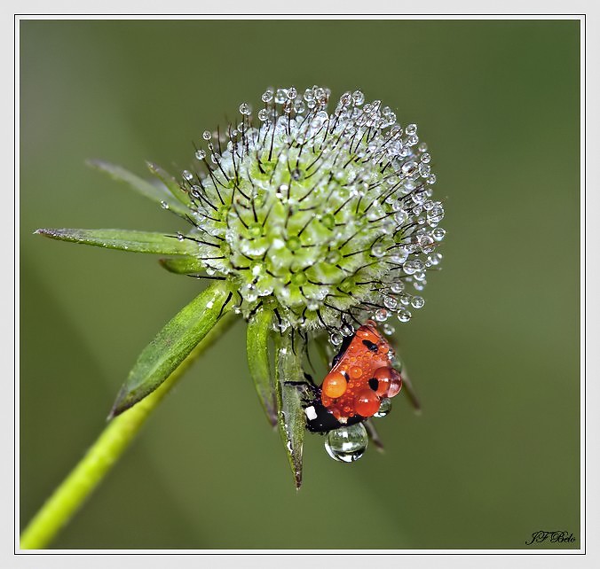 coccinelle Img32910