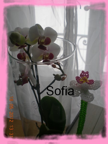 Galerie de sofia Orchid12