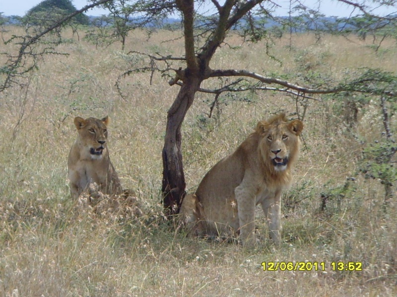 Nairobi National Park Snv36012