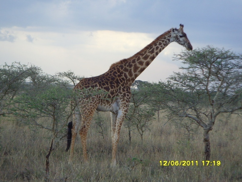Nairobi National Park Snv36014