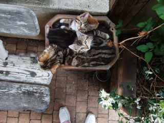 Dolly, chatte trouvée errante du côté des Mureaux (78) et ses 3 bébés (Héliote, Hello et Hinata) Dscf4116