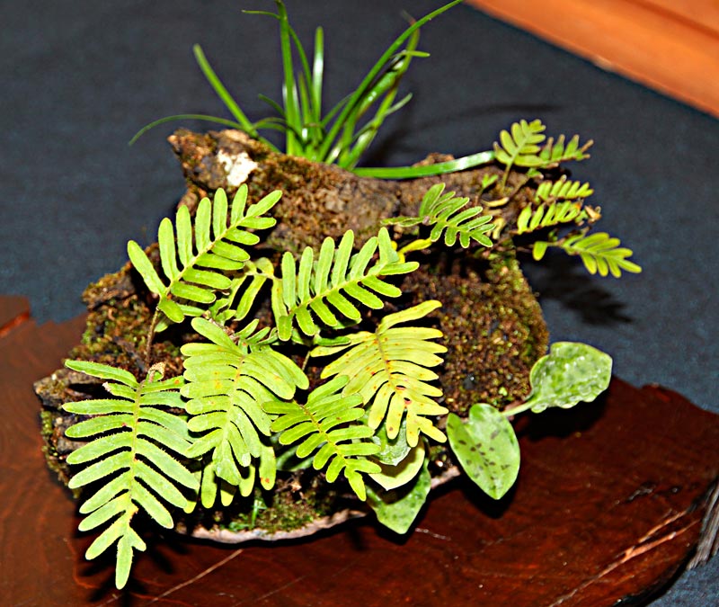 OFFICIAL 3RD US NATIONAL BONSAI EXHIBITION RESULTS Compan10