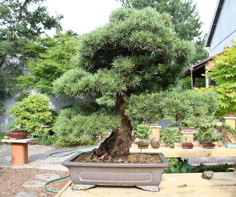 Conifer Bonsai in Valavanis' Summer Garden Dwarf-10