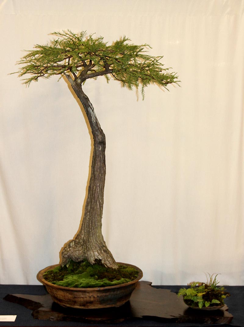 OFFICIAL 3RD US NATIONAL BONSAI EXHIBITION RESULTS Finest13