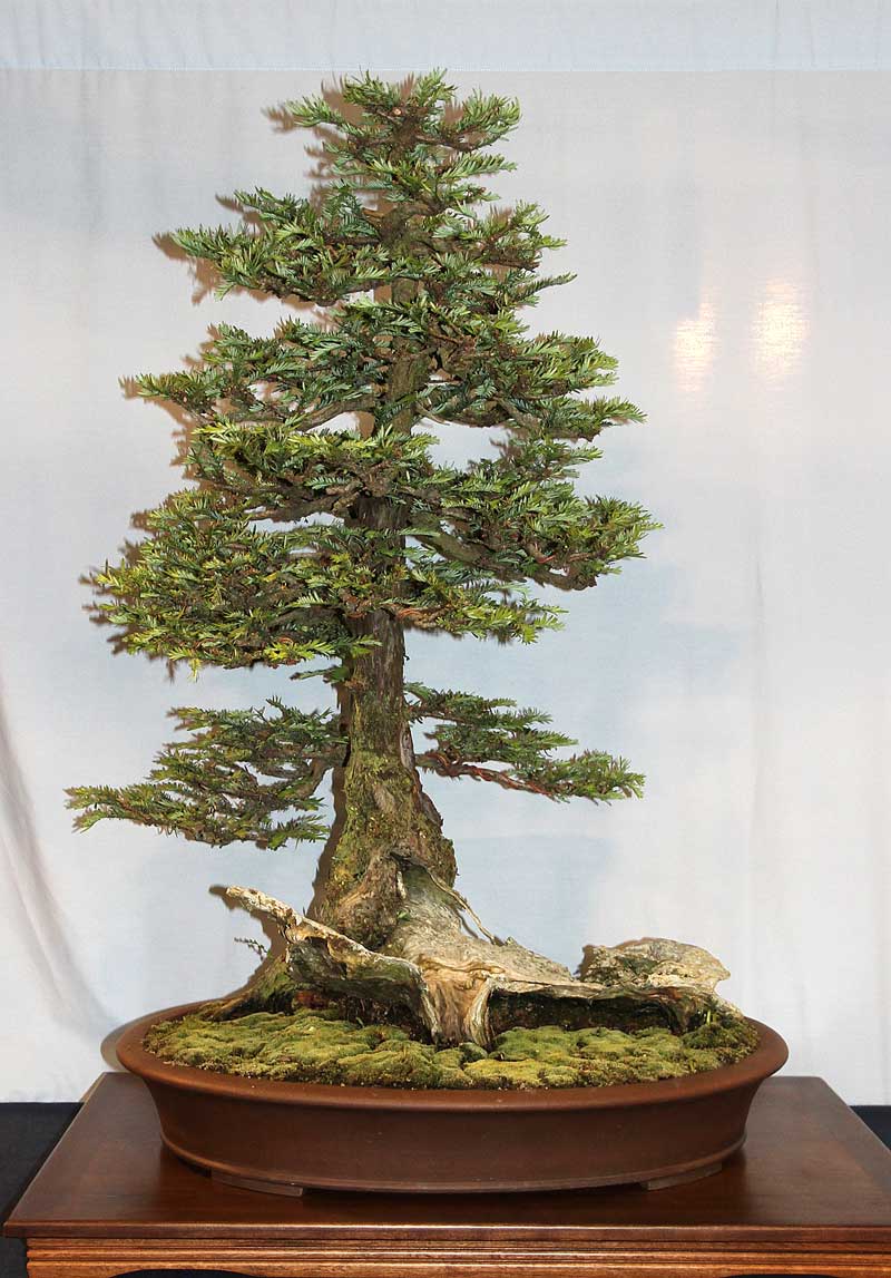 OFFICIAL 3RD US NATIONAL BONSAI EXHIBITION RESULTS Finest15