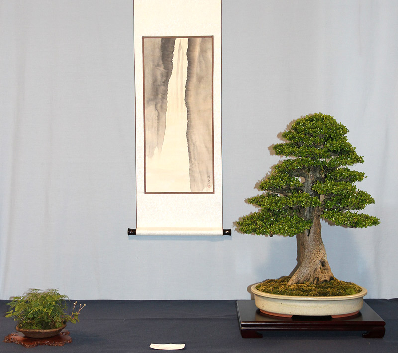 OFFICIAL 3RD US NATIONAL BONSAI EXHIBITION RESULTS Finest16