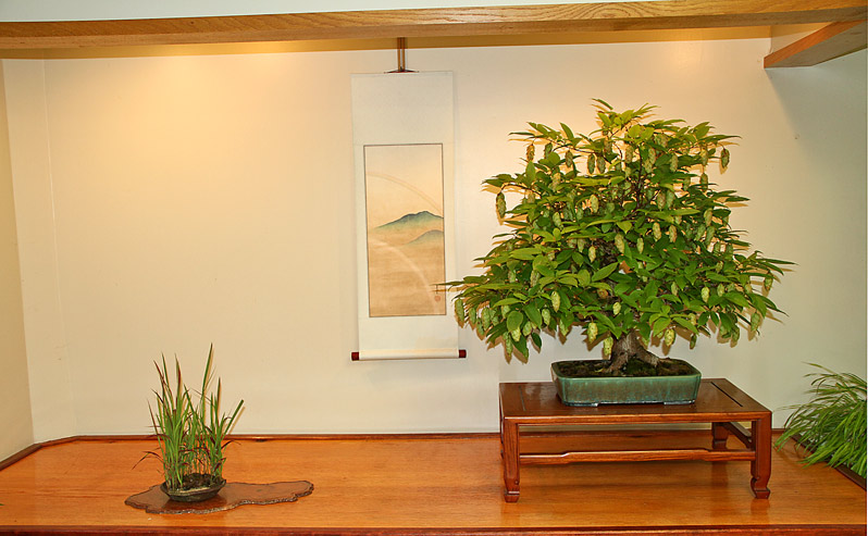 Valavanis Summer Shohin Bonsai Displays Hornbe10