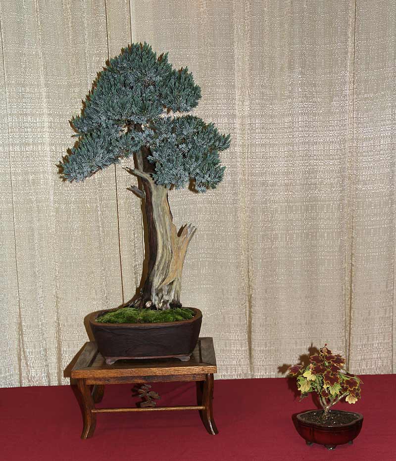 MID-ATLANTIC BONSAI SPRING FESTIVAL 2012 Mihali12