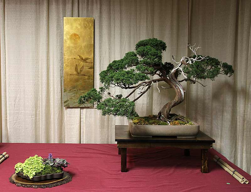 MID-ATLANTIC BONSAI SPRING FESTIVAL 2012 Oshiro10