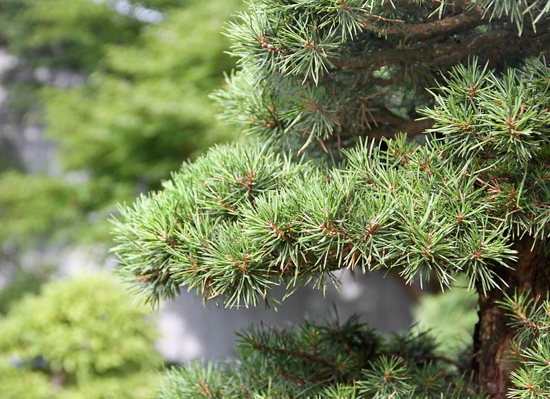 Conifer Bonsai in Valavanis' Summer Garden Pine-b10