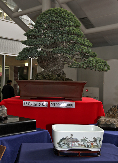 ASPAC Takamatsu Japan 2011 and BCI Tour  Pine-b11