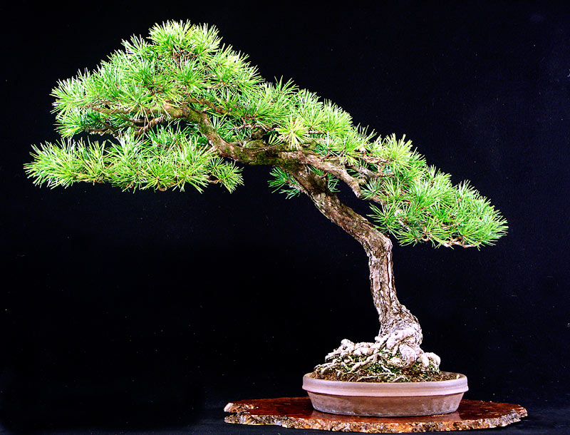 Conifer Bonsai in Valavanis' Summer Garden Wnv-sc10