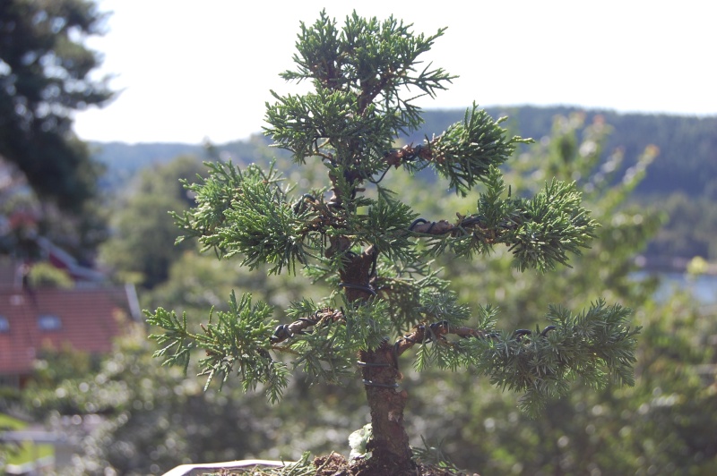 Small Juniper Dsc_0418