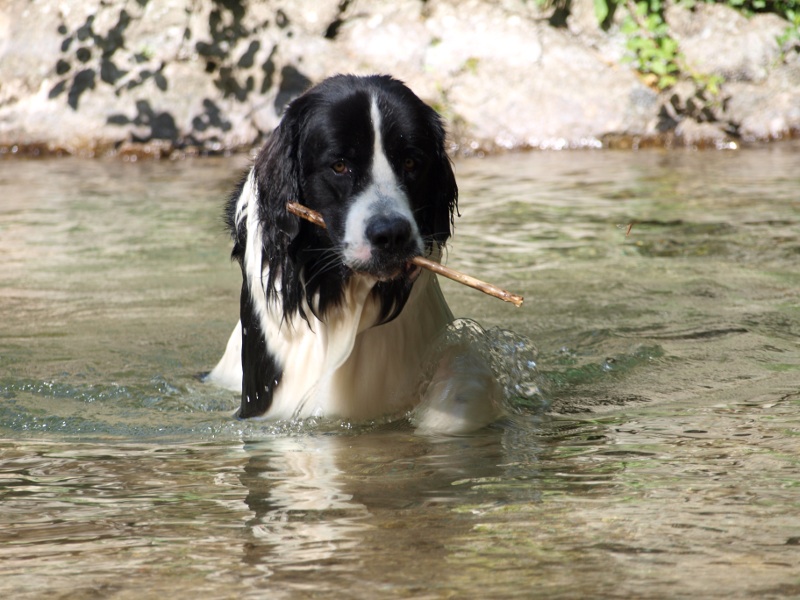 Domino le landseer (nouvelles photos) - Page 3 P8188917