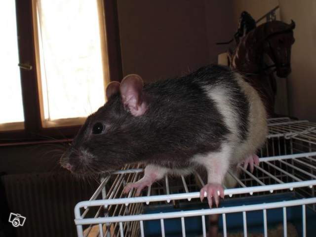 Donne rat mâle de 7 mois 24878710