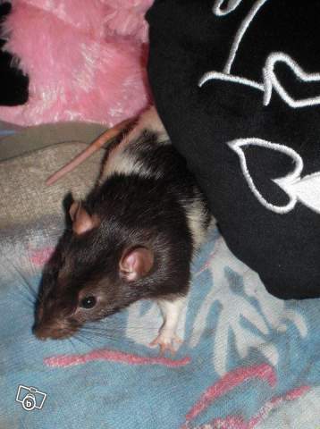 Donne rat mâle de 7 mois 24914110
