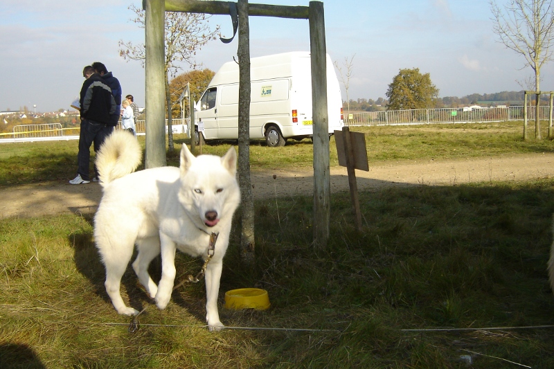 2 HUSKIES INTROUVABLES LORS DE LA COURSE DE CUVERY (01)RETROUVES Valco_11