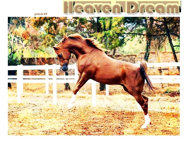 Heaven Dream(étalon)  - ♥ Oivp6x10