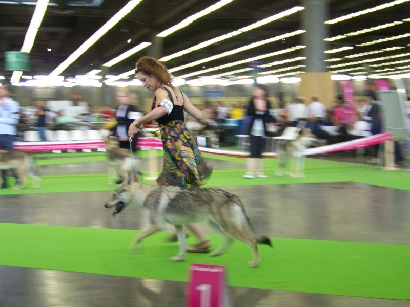 World dog show / Championnat de France 2011 100_3311
