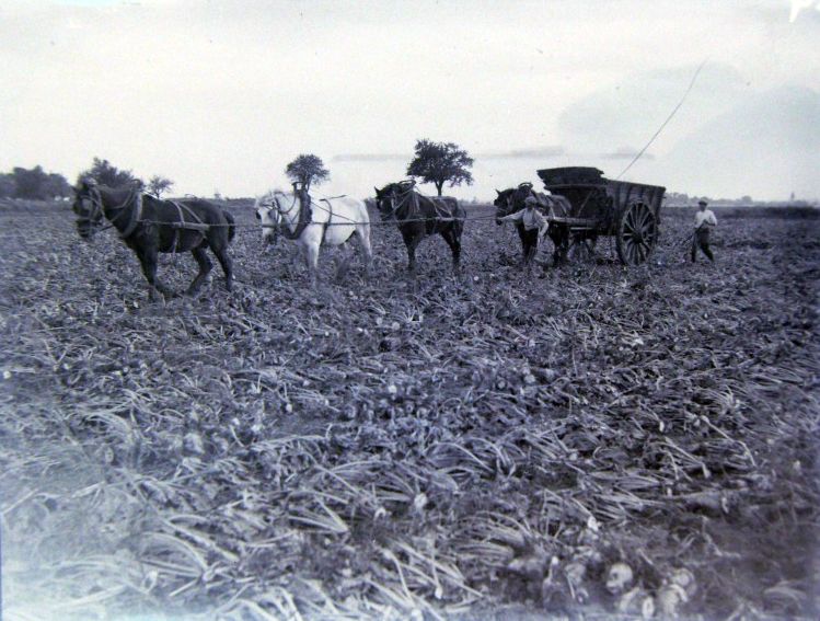 Deux photos travail de la vigne et agricole Reflet13