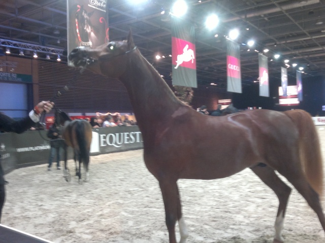 Salon du cheval 2011 10122010