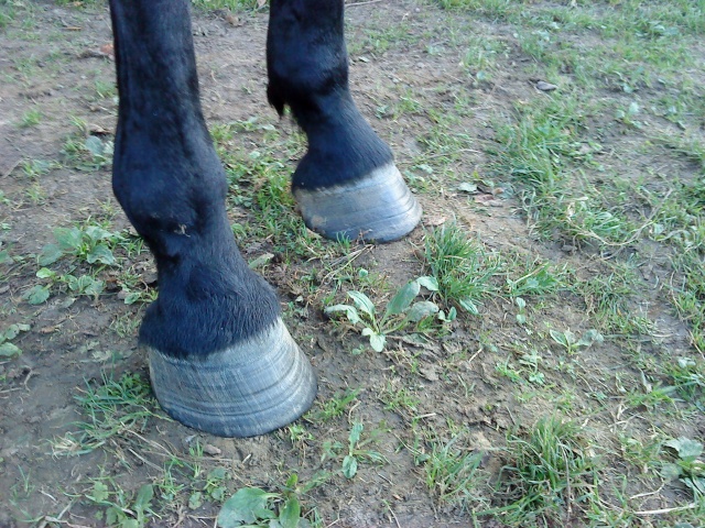 Philou: cheval pieds nus (photos) - Page 10 Dsc01622