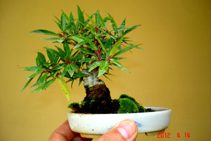 My Mame Ficus Nerifolia Machet11
