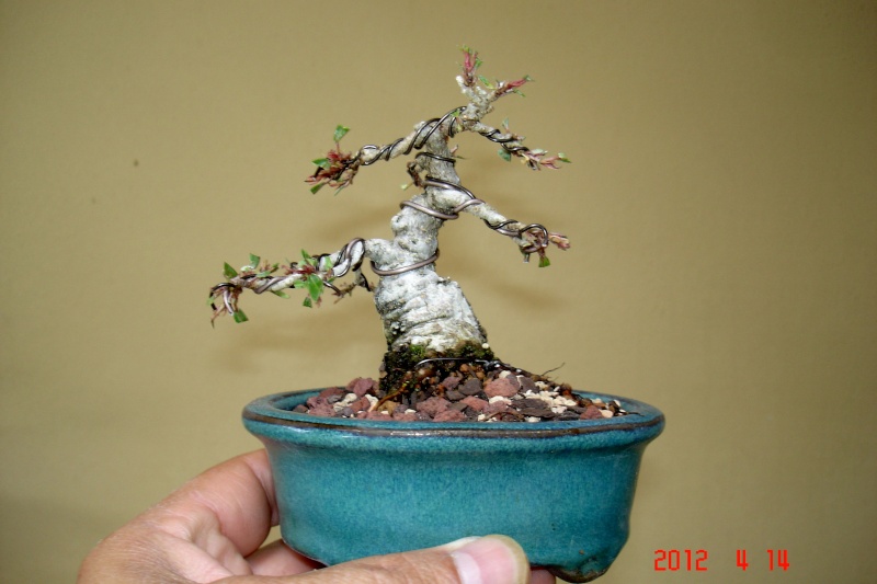 My Mame Ficus Nerifolia Machet12