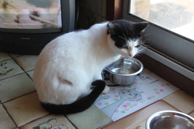 Minouchette, chatte de 2 ans abandonnée pendant un déménagement (77)) Minou-11