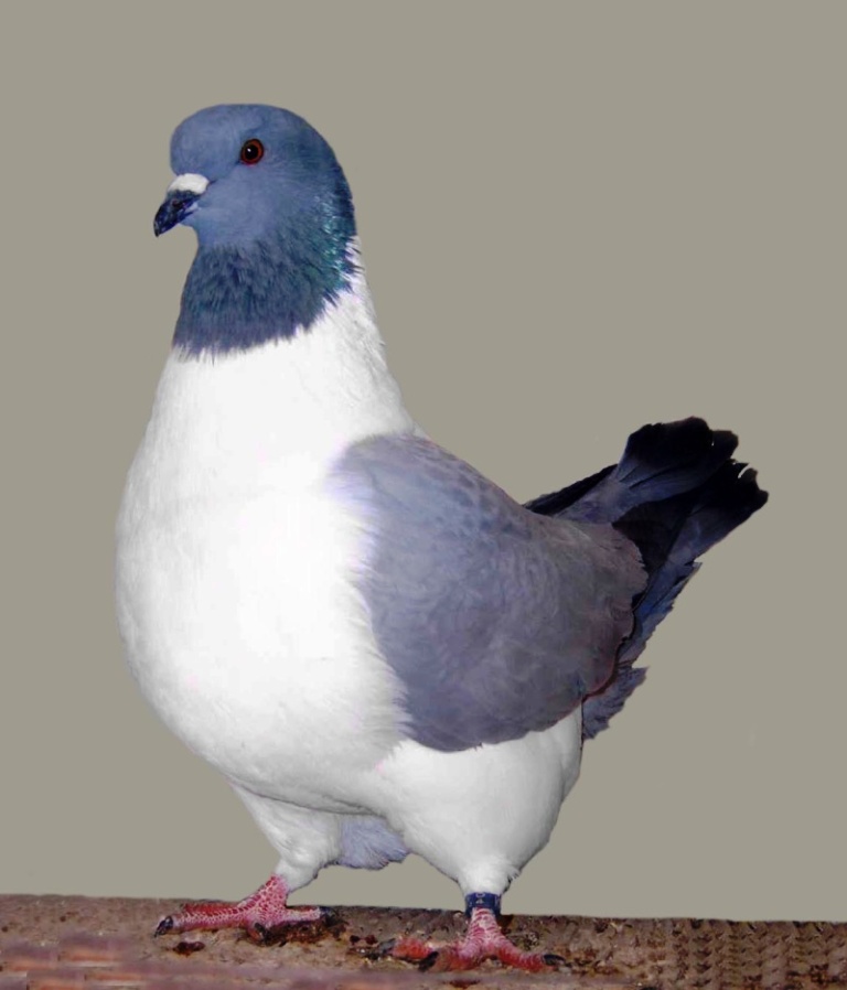 Photo de vos plus beaux pigeons - Page 2 Pigeon10