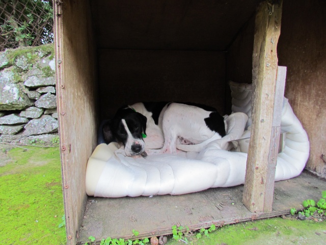 Faro, mâle typé Pointer, 3 ans - asso SOS décharge, Corse (20) Chien_11