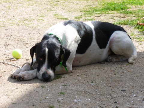 Faro, mâle typé Pointer, 3 ans - asso SOS décharge, Corse (20) P1000541